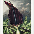 The Dragon Arum from The Temple of Flora (1807)