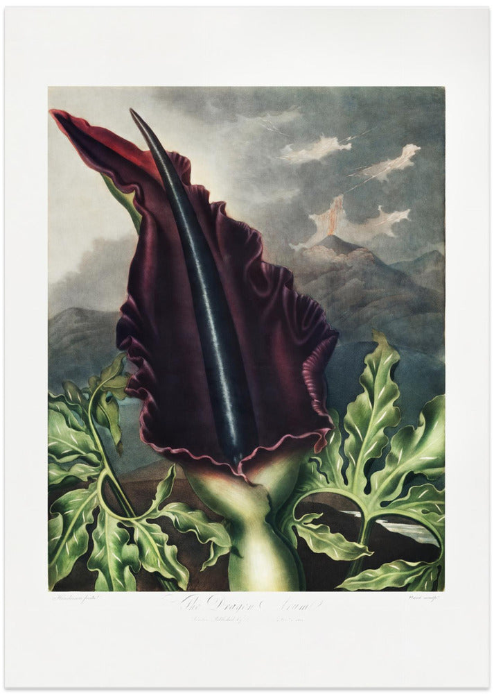 The Dragon Arum from The Temple of Flora (1807)