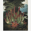 The Maggot–Bearing Stapelia from The Temple of Flora (1807)