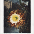The Night–Blowing Cereus from The Temple of Flora (1807)