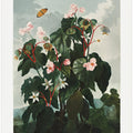 The Oblique–Leaved Begonia from The Temple of Flora (1807)