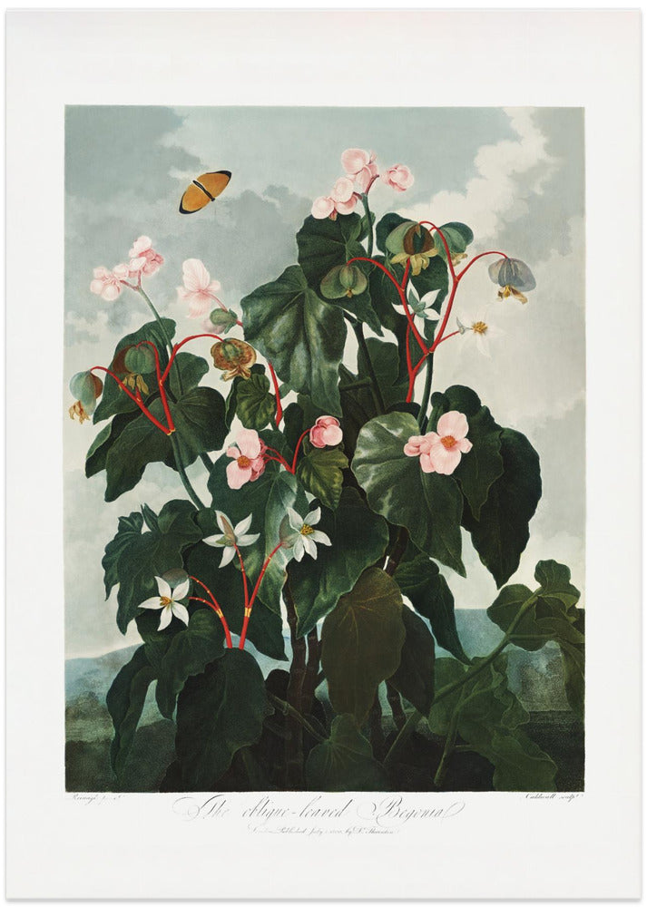 The Oblique–Leaved Begonia from The Temple of Flora (1807)