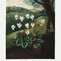 The Persian Cyclamen from The Temple of Flora (1807)