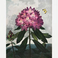The Pontic Rhododendron from The Temple of Flora (1807)