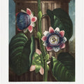 The Quadrangular Passion Flower from The Temple of Flora (1807)