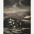 The Snowdrops from The Temple of Flora (1807)