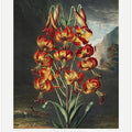 The Superb Lily from The Temple of Flora (1807)