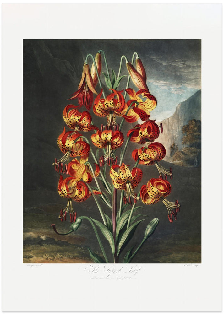 The Superb Lily from The Temple of Flora (1807)
