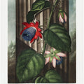 The Winged Passion-Flower from The Temple of Flora (1807)