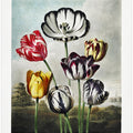 Tulips from The Temple of Flora (1807)