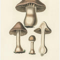 Agaricus Bulbosus Illustration. Medical Botany 1836
