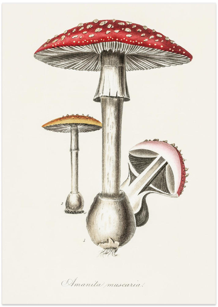 Amanita Muscaria Illustration. Medical Botany 1836