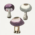 Hand Darwn Violet Webcap Mushroom