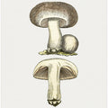 Hand Drawn Field Mushroom Gray