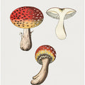 Hand Drawn Fly Agaric Mushroom