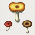 Hand Drawn Galerina Mushroom