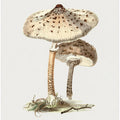 Hand Drawn Parasol Mushroom