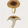 Vintage Chanterelles Edible Mushroom