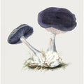 Vintage Violet Webcap Mushroom