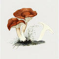 Hand Drawn Rufous Milkcap Mushroom