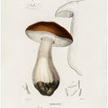 Penny Bun (boletus Edulis)