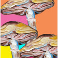 Psychedelic Mushrooms