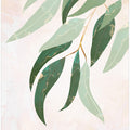 Australian Eucalyptus leaves