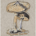 Hand Drawn Parasol Mushroom Brown
