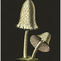Vintage Inky Cap Edible Mushroom Black Background