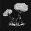 Vintage Violet Webcap Mushroom Dark BW