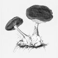 Vintage Violet Webcap Mushroom Bright BW