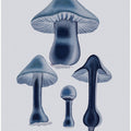 Agaricus Bulbosus - Blue