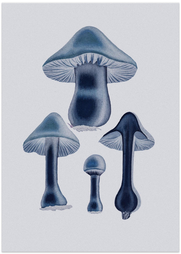 Agaricus Bulbosus - Blue