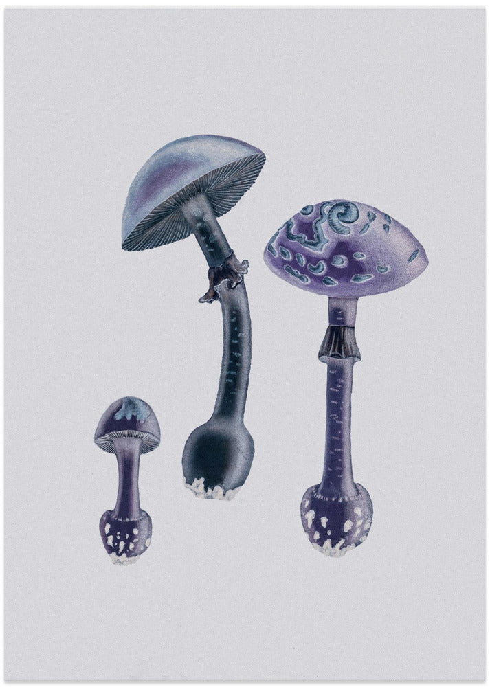 Amanita Muscaria  White Backgound Purple