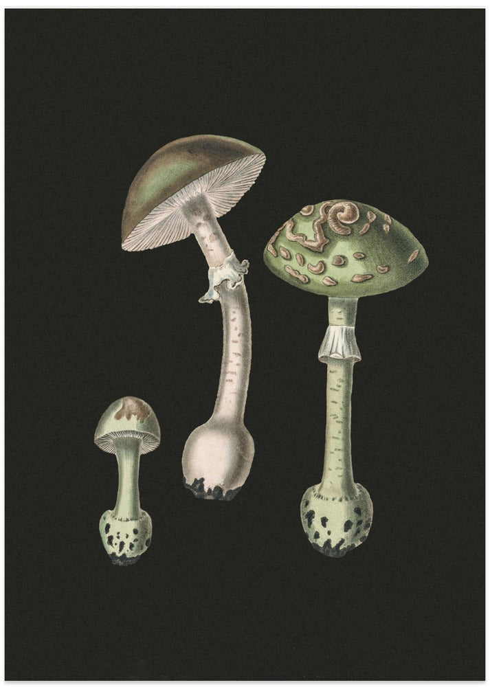 Amanita Muscaria Dark Background