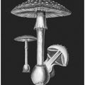Amanita Muscaria Dark Background BW