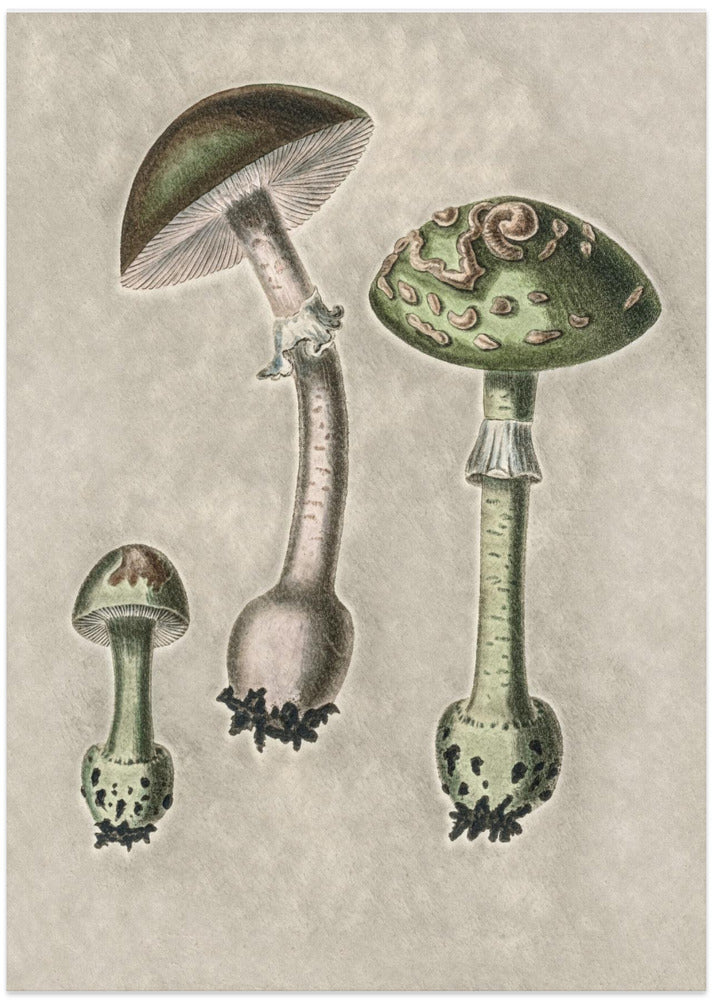 Amanita Muscaria Remix Green