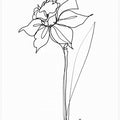 Art Prints of The Daffodil