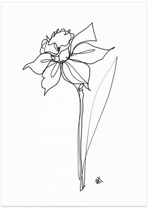 Art Prints of The Daffodil