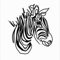 Art Prints of The Zebra