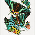 Butterflies 3