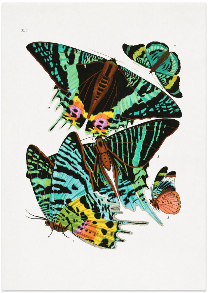 Butterflies 3