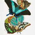 Butterflies 5