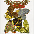 Butterflies 6