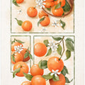 Art Prints of Orange Blossom