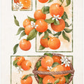 Art Prints of Orange Blossom