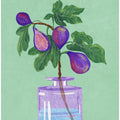 Figs Branch In Vase