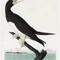 Booby Gannet From Birds of America (1827)