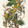 Carolina Parrot From Birds of America (1827)