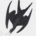 Frigate Pelican From Birds of America (1827)